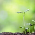 【理科大生とまなぶ！】植物の不思議